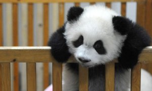 Baby-Panda-Born-at-Chengd-006